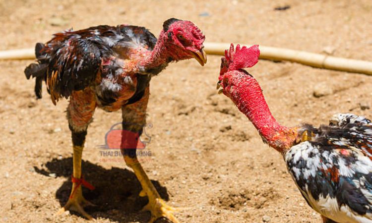 Gà nòi là gà gì? Tìm hiểu thông tin về giống gà chọi độc đáo Việt Nam