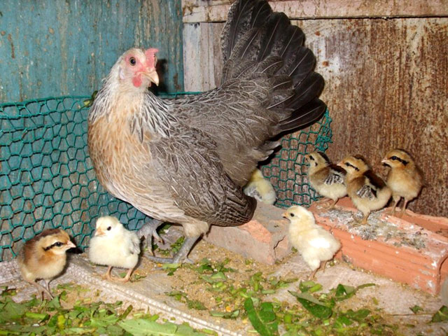 Khám phá cách Nuôi gà rừng sinh sản đạt năng suất cao nhất - Cẩm nang nuôi trồng sinh vật cảnh