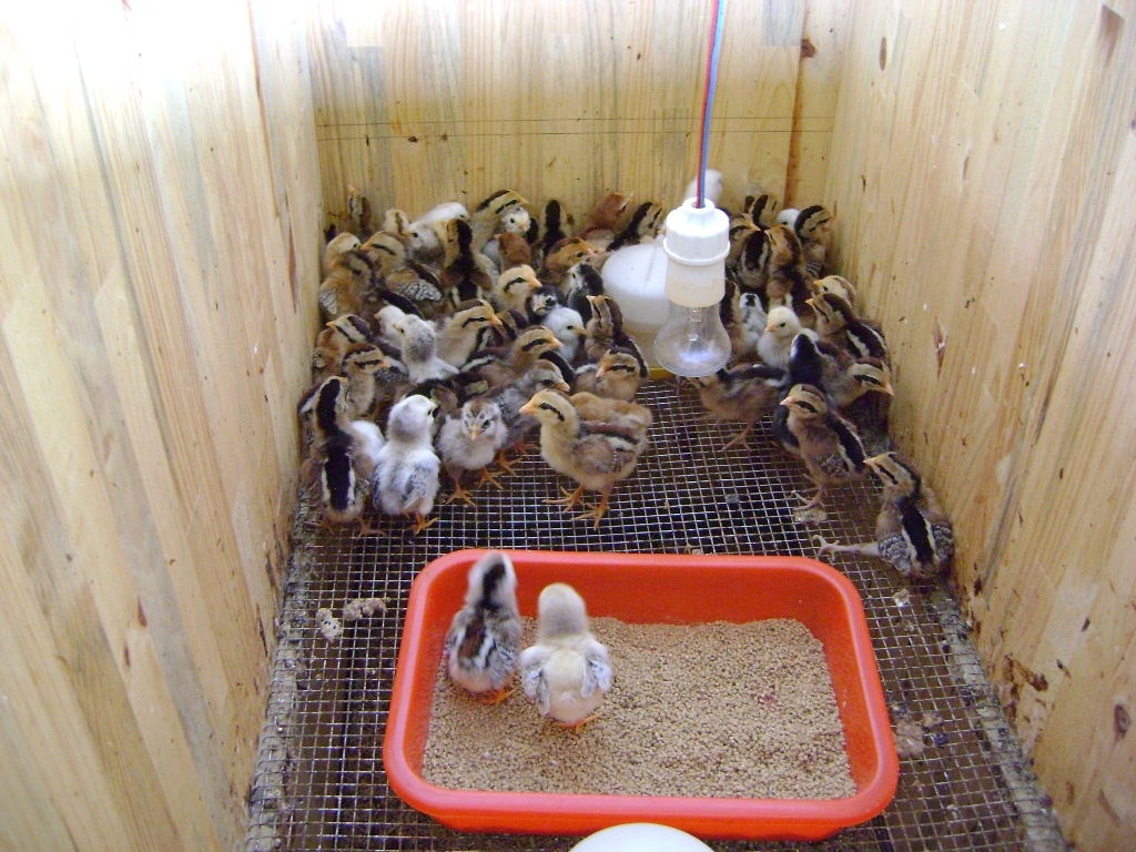 Thức ăn cho gà con cần đầy đủ chất dinh dưỡng