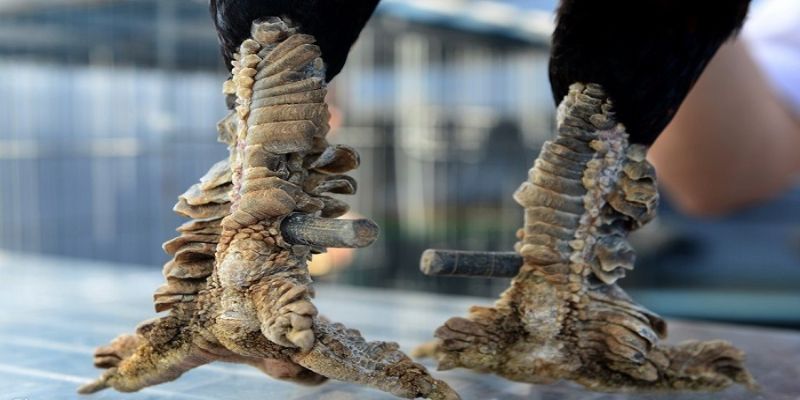 Chuồng trại và thức ăn cho gà vảy rồng