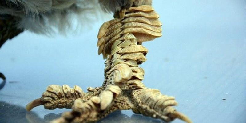 Các giống gà vảy rồng phổ biến