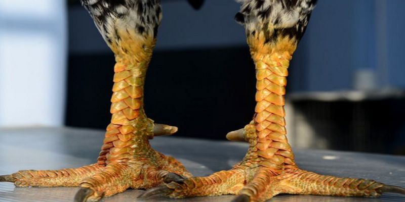 Đặc điểm gà vảy rồng dễ nuôi