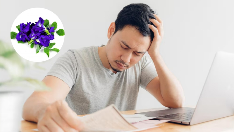 Công dụng của hoa biếc đối với sức khỏe