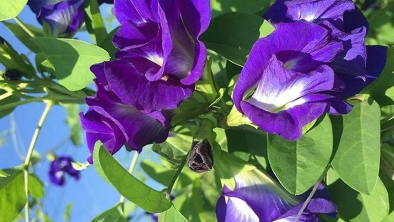 Hoa biếc có nhiều lợi ích cho sức khỏe và đời sống