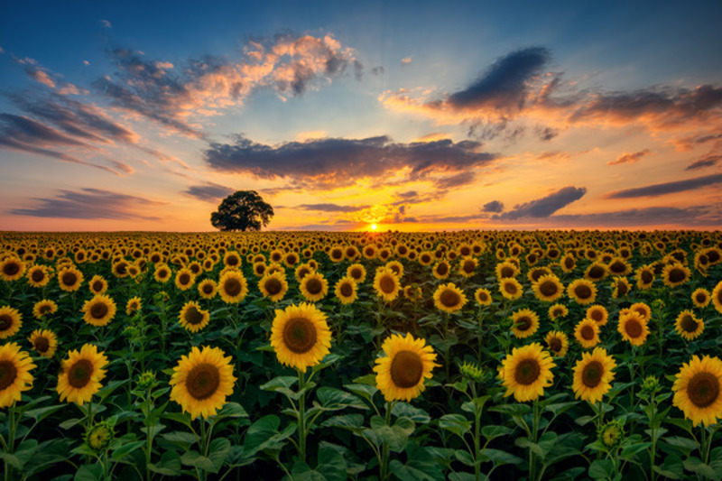 Hoa hướng dương biểu tượng tình yêu chung thủy