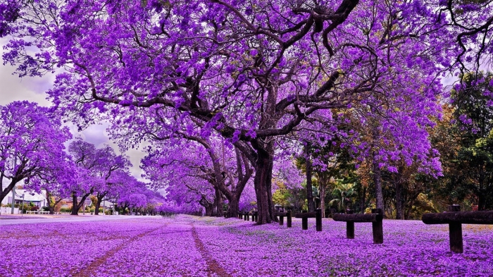 Hoa phượng tím jacaranda